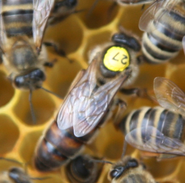 Carnica Bienenkönigin belegstellenbegattet